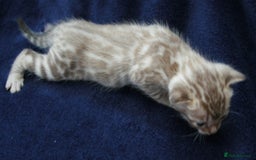 Bengal cats for sale: TICA Registered Bengal Kittens–Ready Nov 2025 🐾 - Image 11