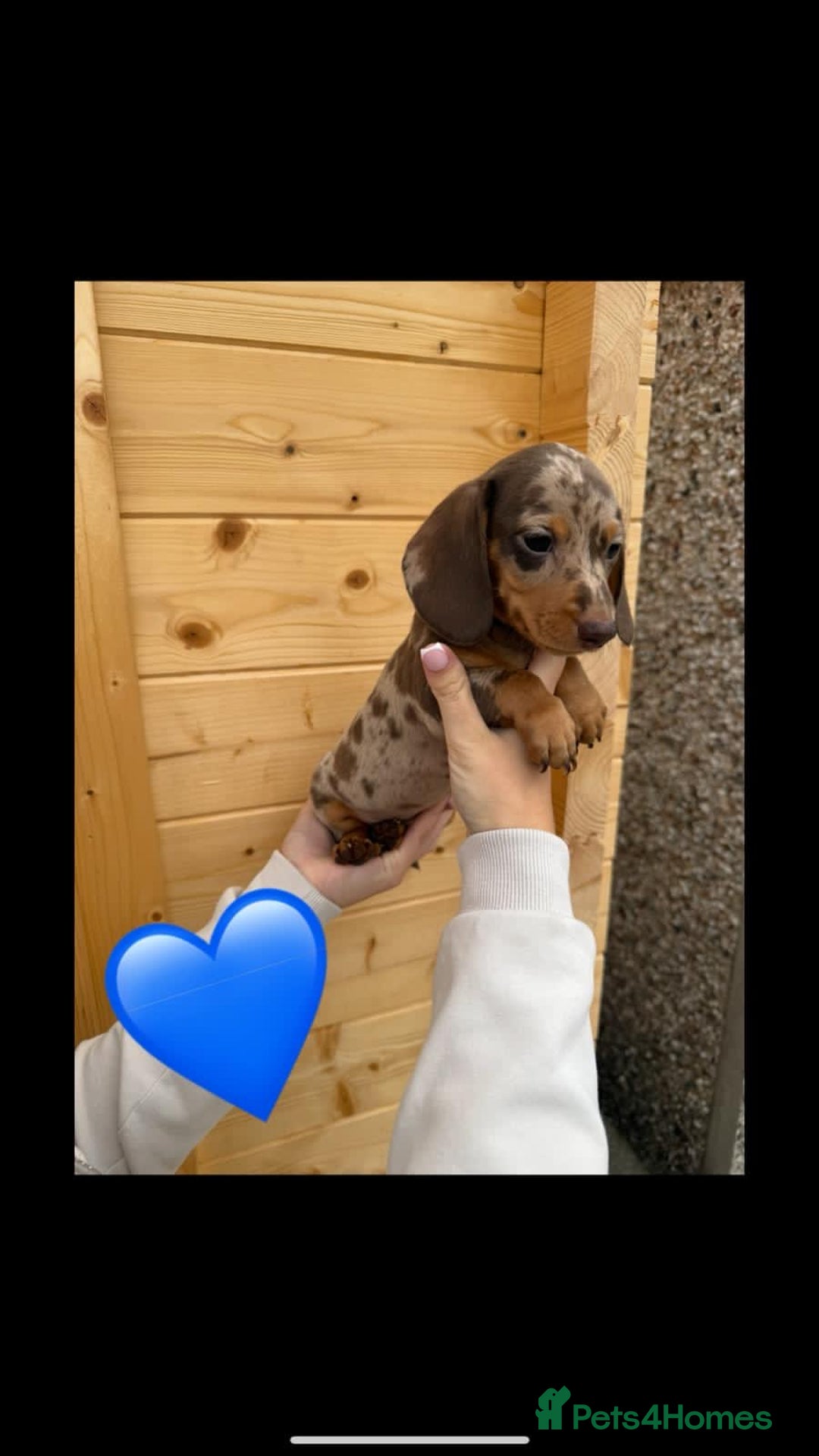 Miniature Dachshund dogs for sale: Miniature Dachshund Puppies - Image 2