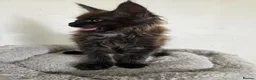 Maine Coon cats for sale: Full Mainecoon beautiful kittens  - Advert 21