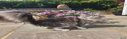 Maine Coon cats for sale: GCCF female maine coon - Advert 6
