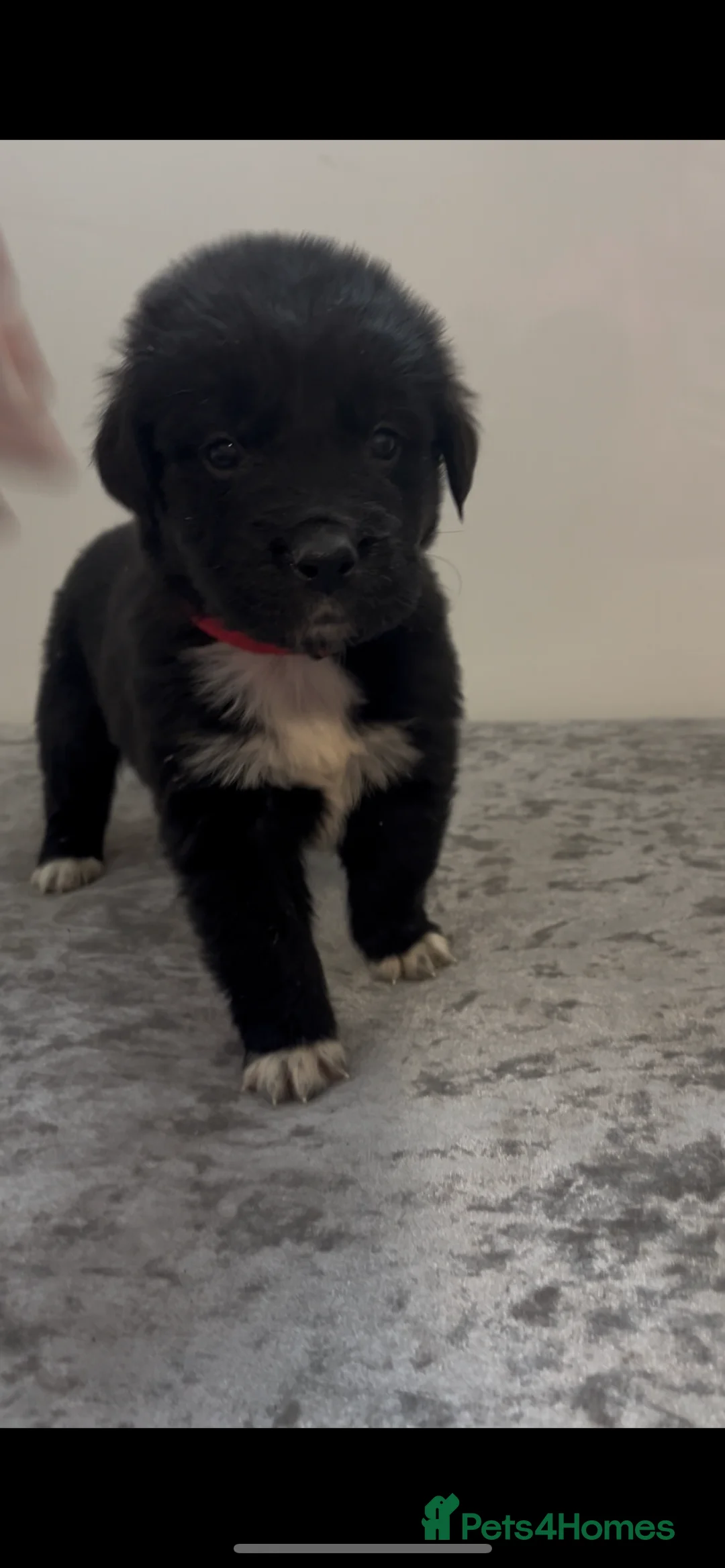 Mixed Breed dogs for sale: Australian Shepherd x Golden Retriever Merle&black - Advert 9