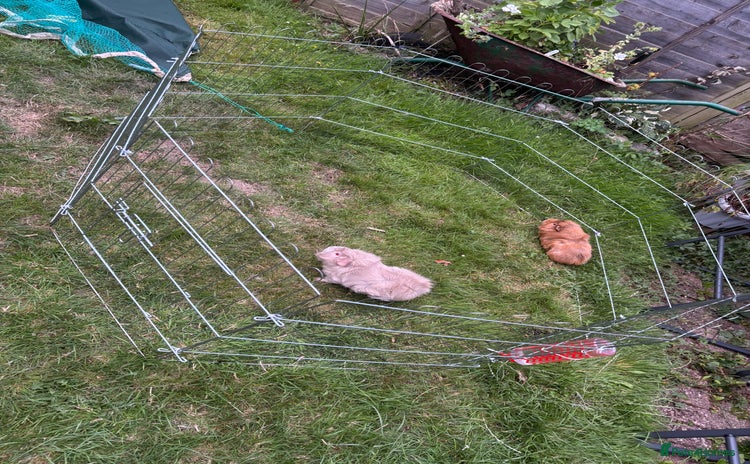 Guinea Pig rodents - Advert 9
