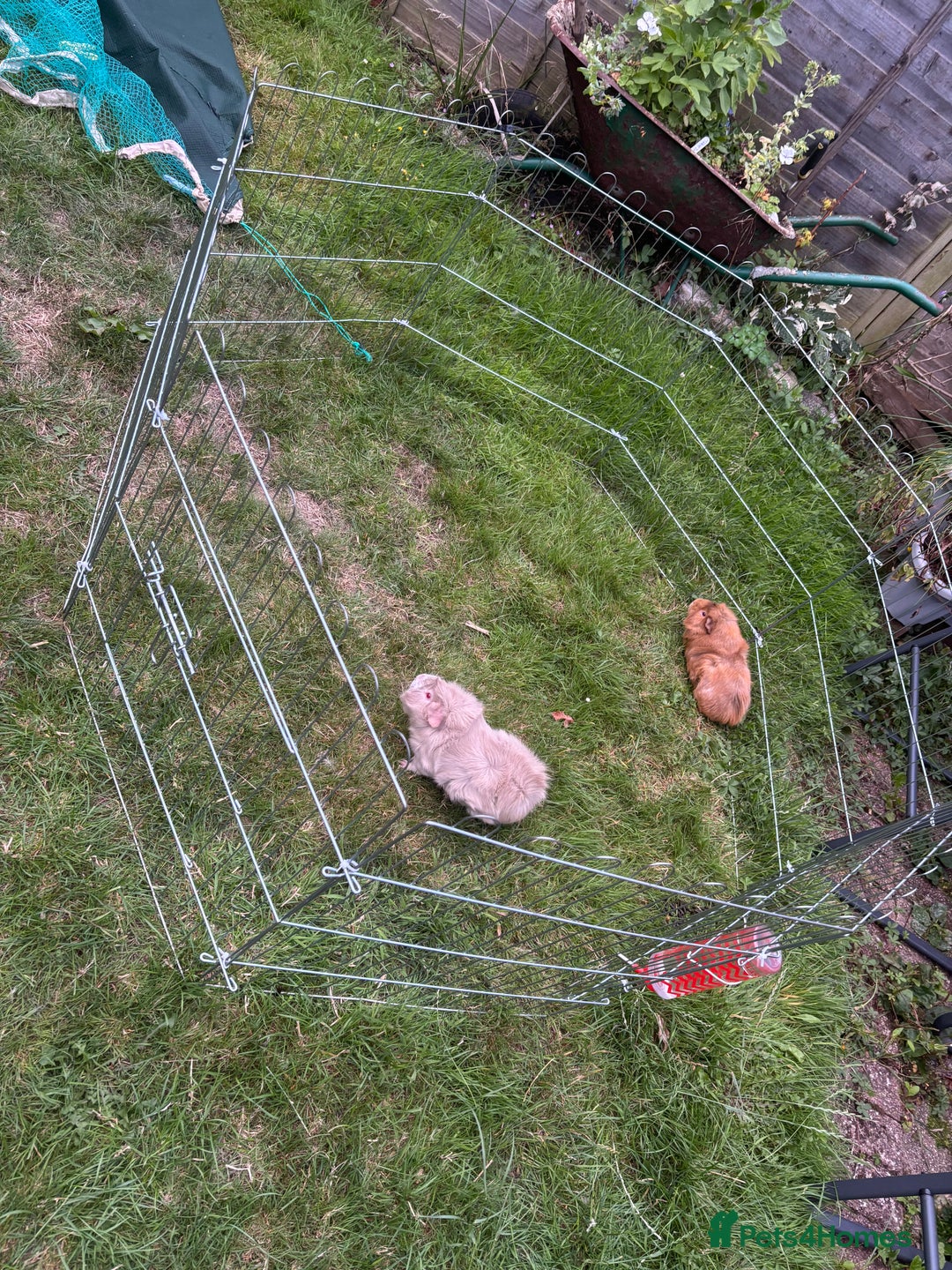 Guinea Pig rodents for sale: Quartzite / Graphite - Image 1