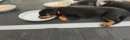 Rottweiler dogs for sale: Pure Breed Rottweiler  - Advert 15