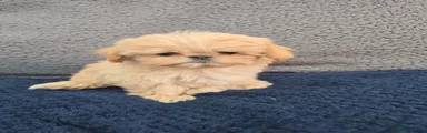 Shih Tzu 3