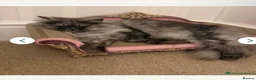 Persian cats for sale: *READY NOW *Persian x British short hair kittens  - Advert 6