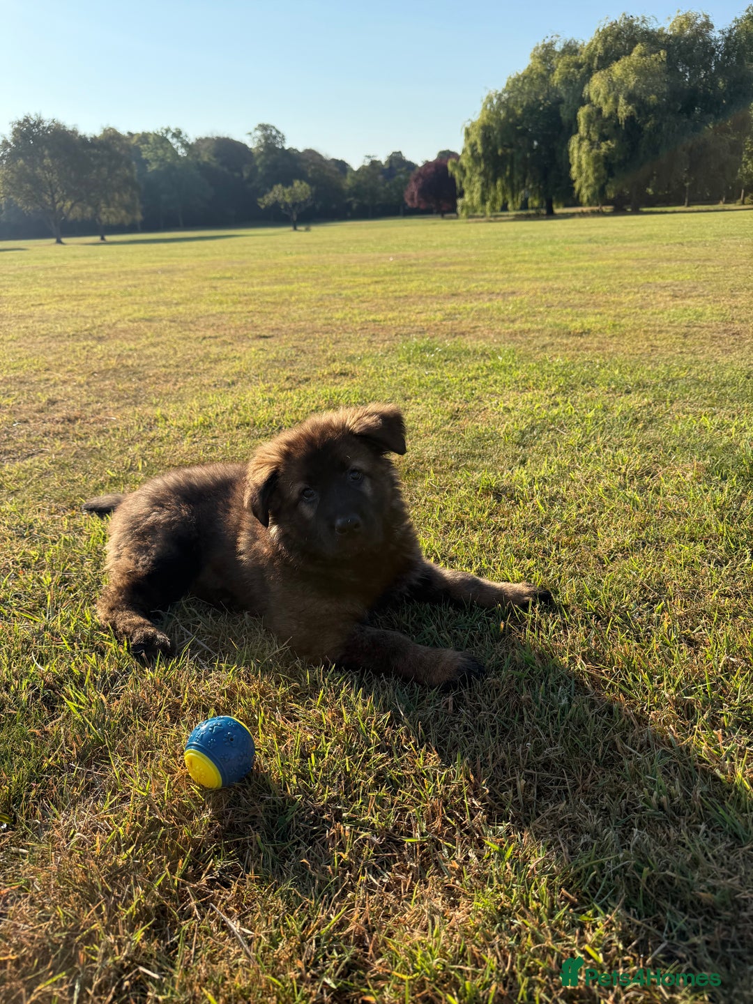 German Shepherd dogs for sale: 15 week old working line German Sheppard  - Image 4