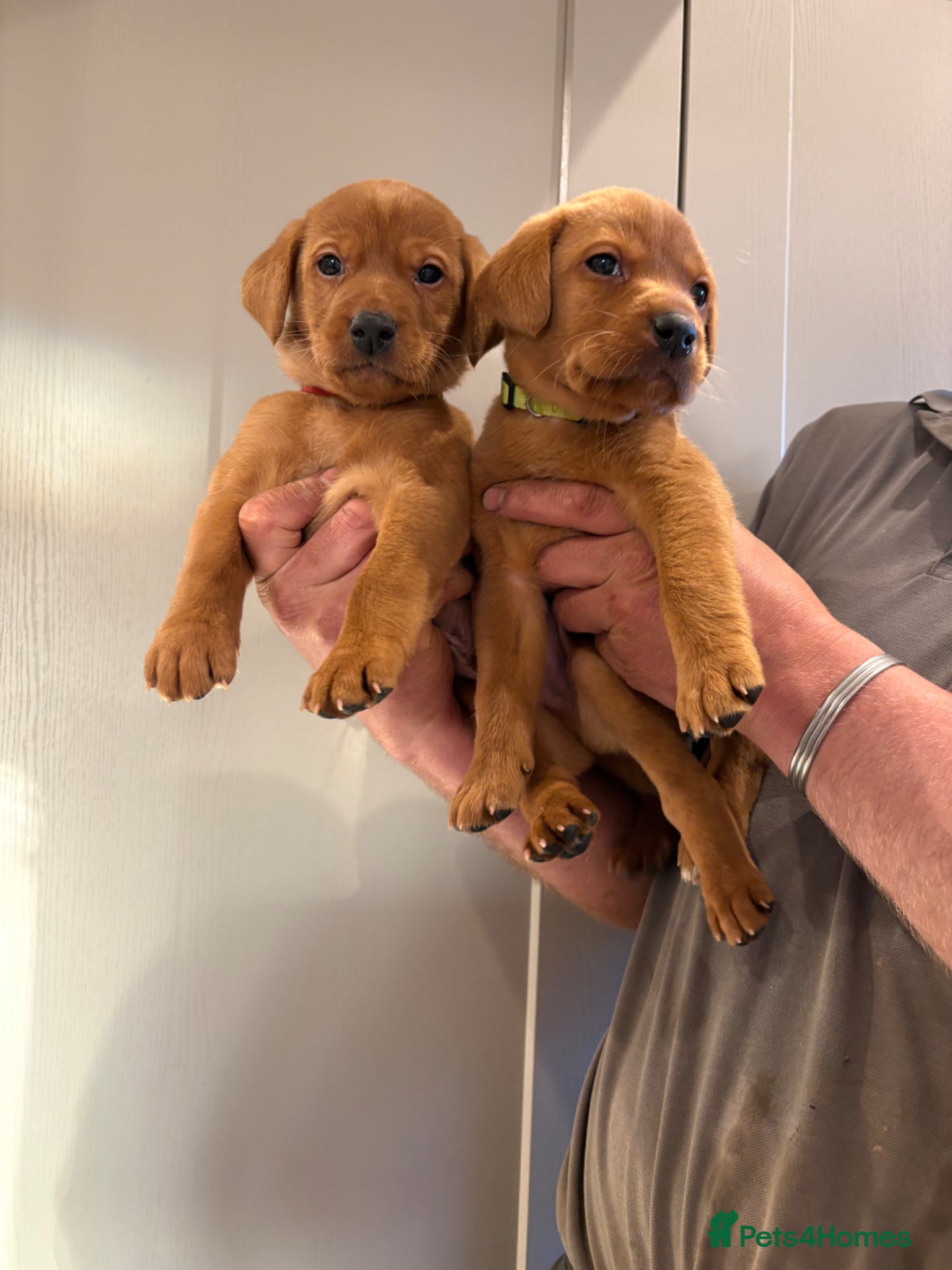 Labrador Retriever dogs Gorgeous Fox Red Labrador Puppies - Advert 1
