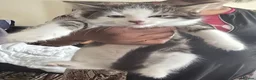 Mixed Breed cats for sale: Kittens for sale - Advert 5
