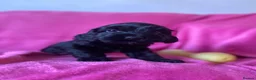 Cockapoo dogs for sale: F1b Beautiful Cockapoo puppies  - Advert 25