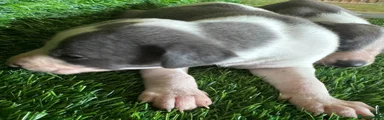 Whippet 2