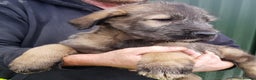 Irish Wolfhound dogs for sale: Irish Wolfhound Pups - Advert 5