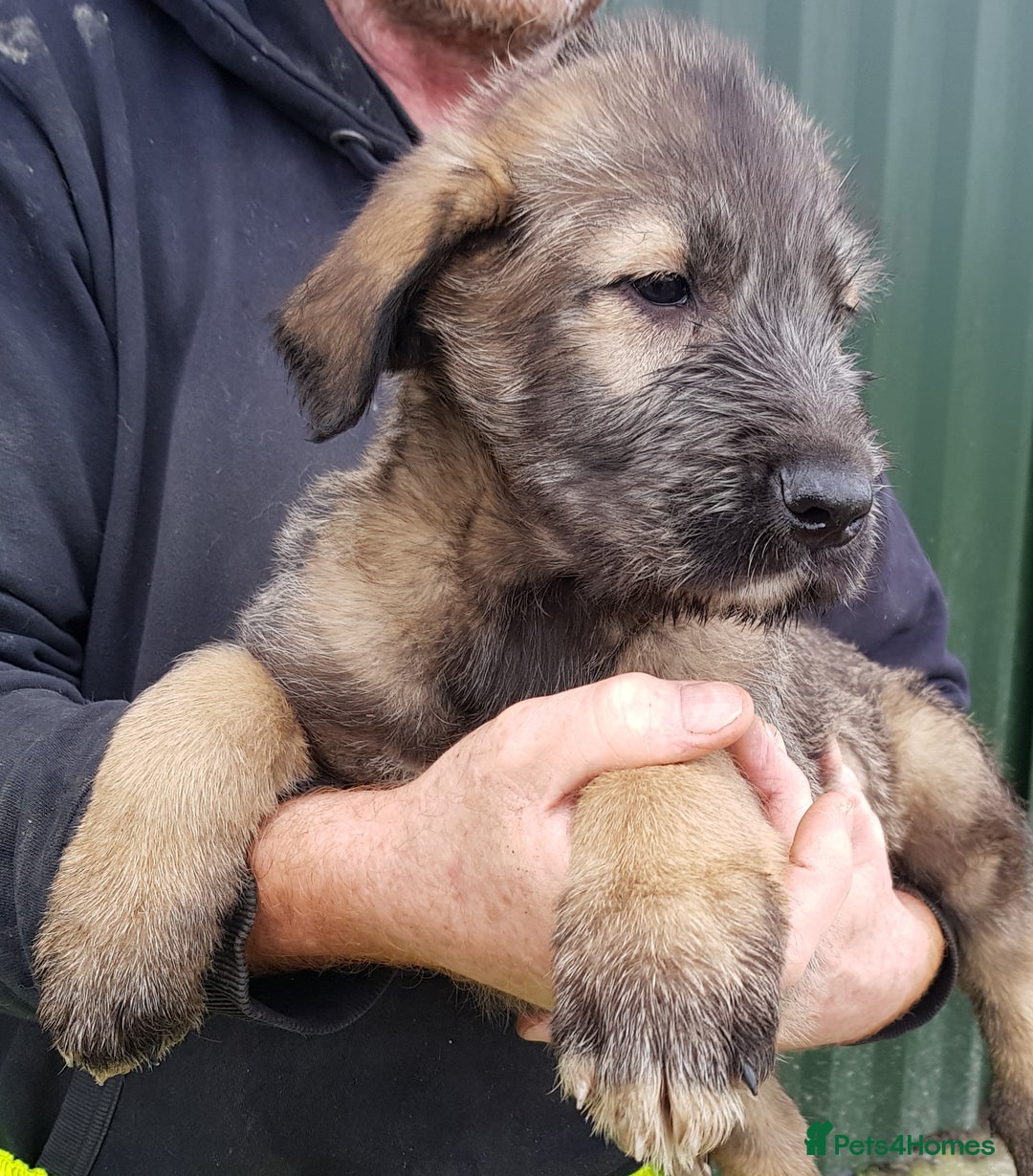 Irish Wolfhound dogs for sale: Irish Wolfhound Pups - Advert 5