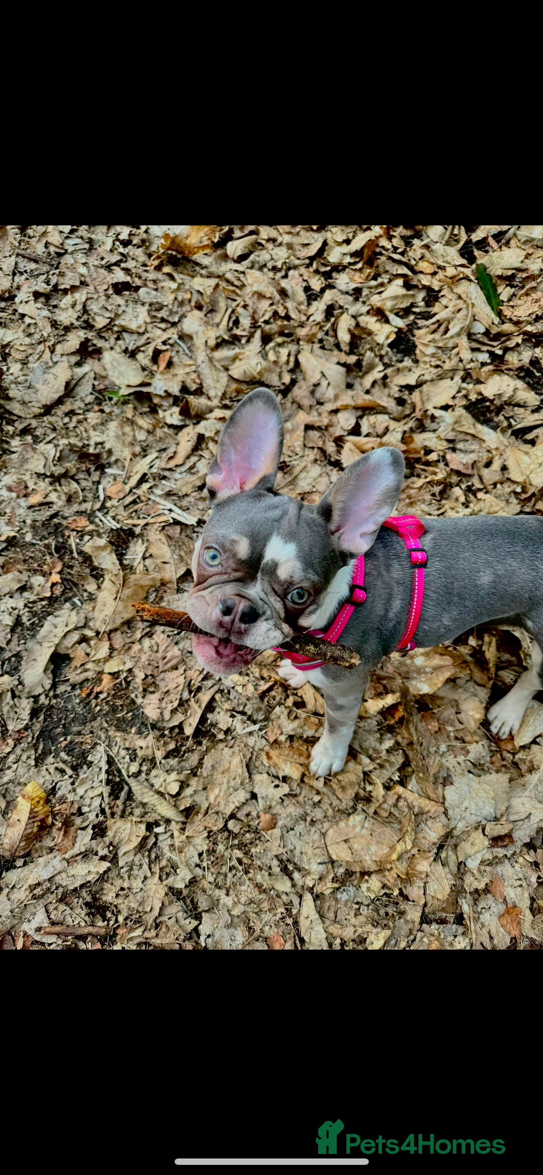 French Bulldog dogs for sale: French bulldog age 2  - Image 6