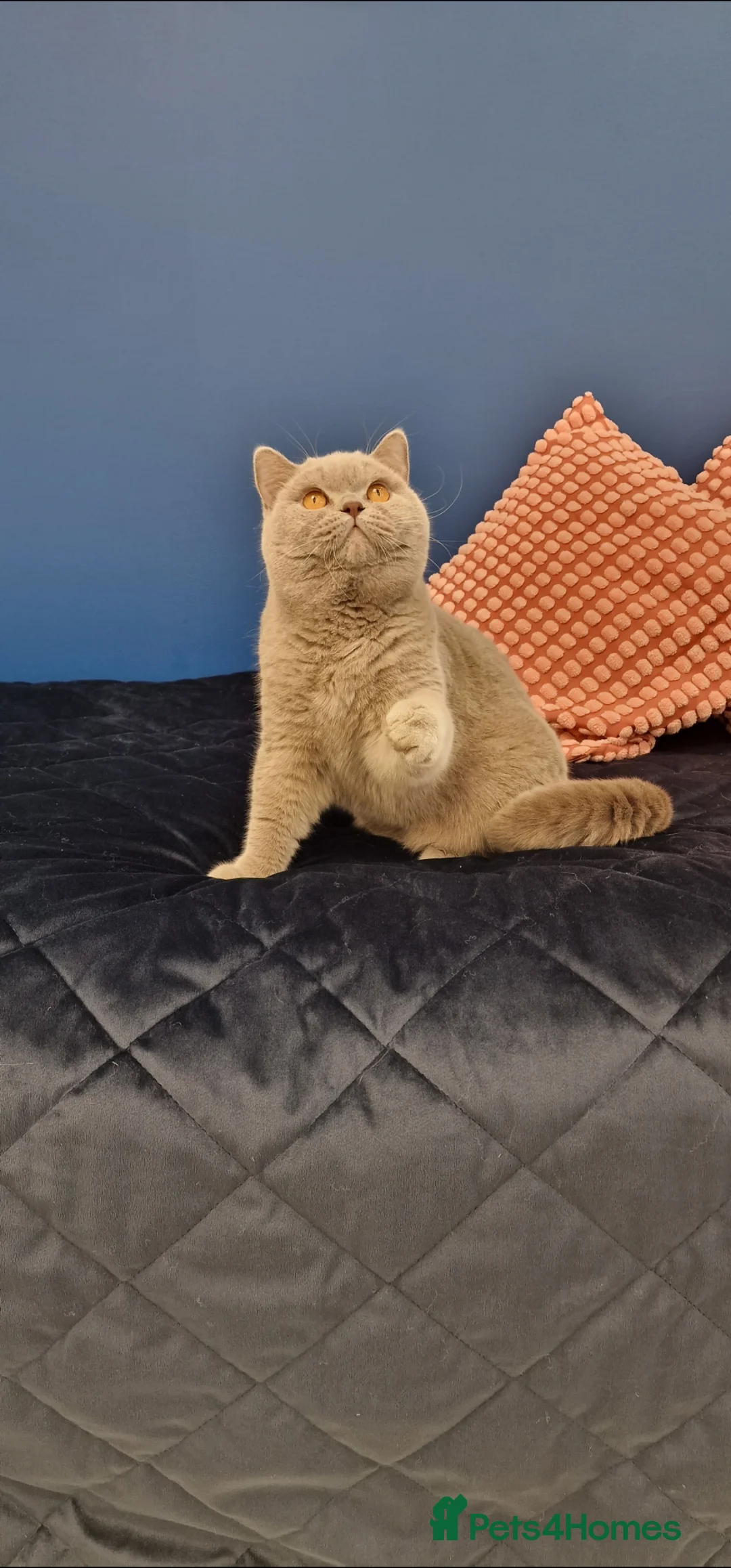British Shorthair cats for stud: 🌟Exclusive Import ⭐World-Class Type🌟 - Advert 30