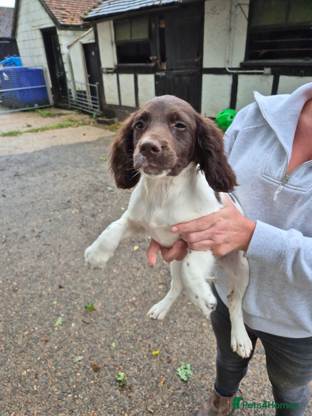 English Springer Spaniel dogs for sale: Springer Spaniel Females - Image 4