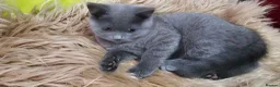 British Shorthair cats for sale: 4 lovely British shorthair kittens - Advert 7