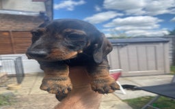 Dachshund dogs for sale: KC standard wire haired dachshund puppies (teckel) in Tiverton - Image 1