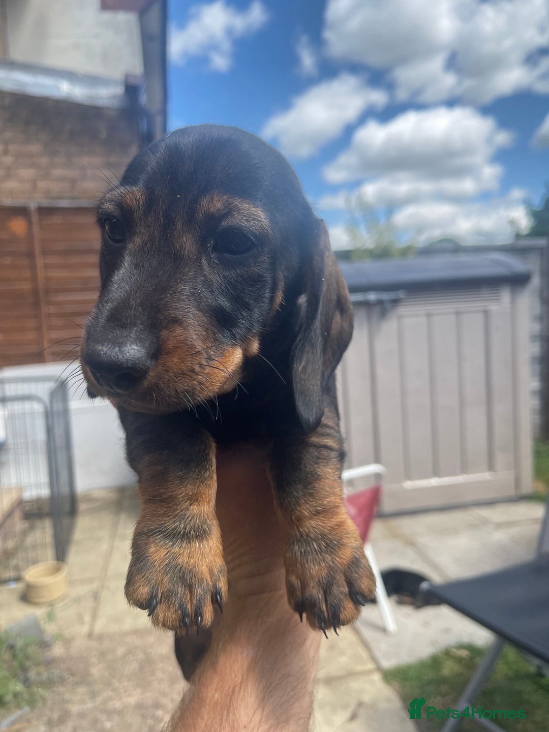 Dachshund dogs for sale: KC standard wire haired dachshund puppies (teckel) in Tiverton - Image 1