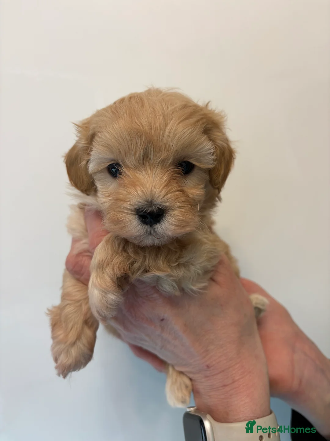 Maltipoo dogs for sale: 🤩 3 stunning F1 Maltipoos 🤩 - Advert 5