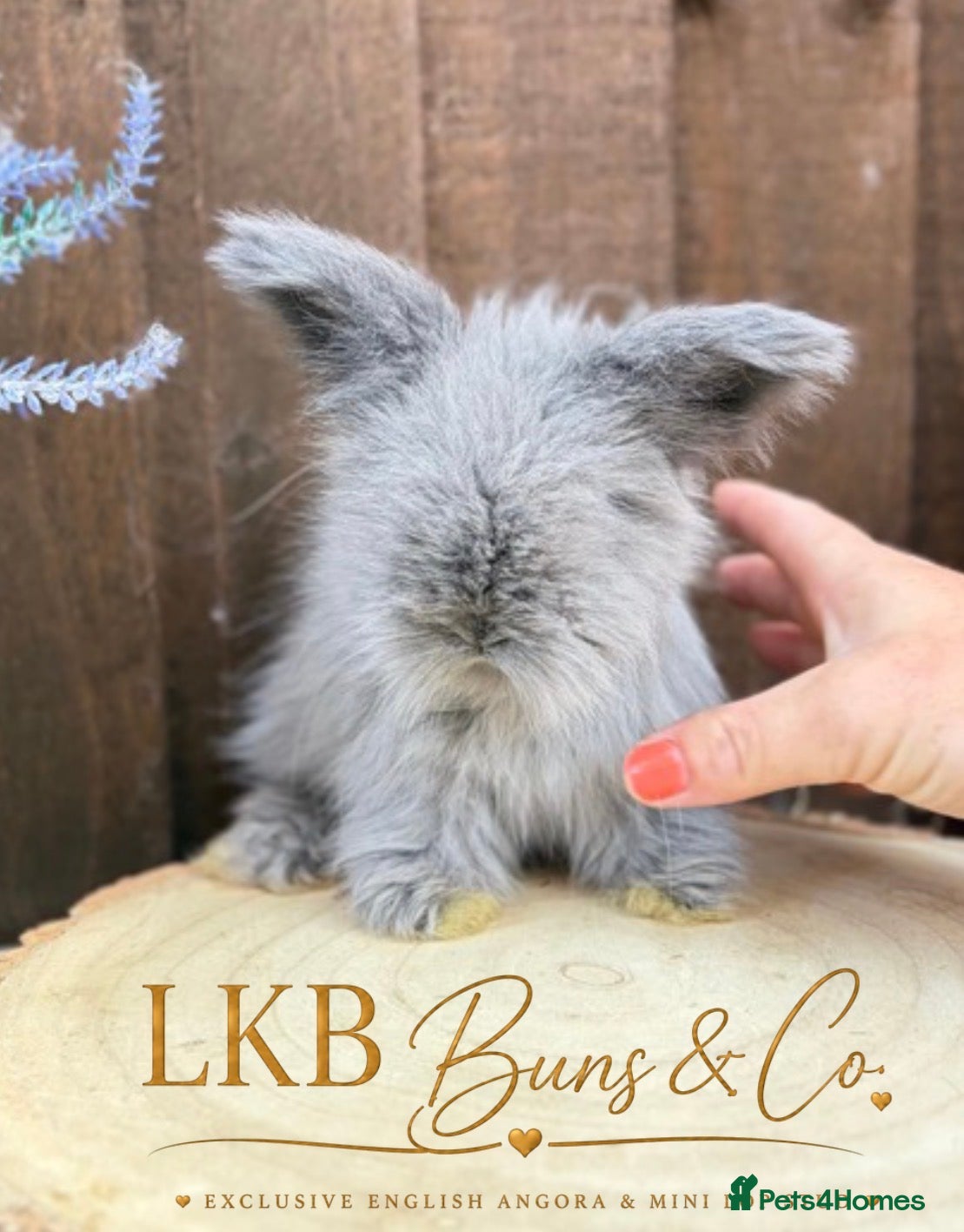 Angora rabbits 🌟 PEDIGREE ENGLISH ANGORA 🌟 - Advert 2