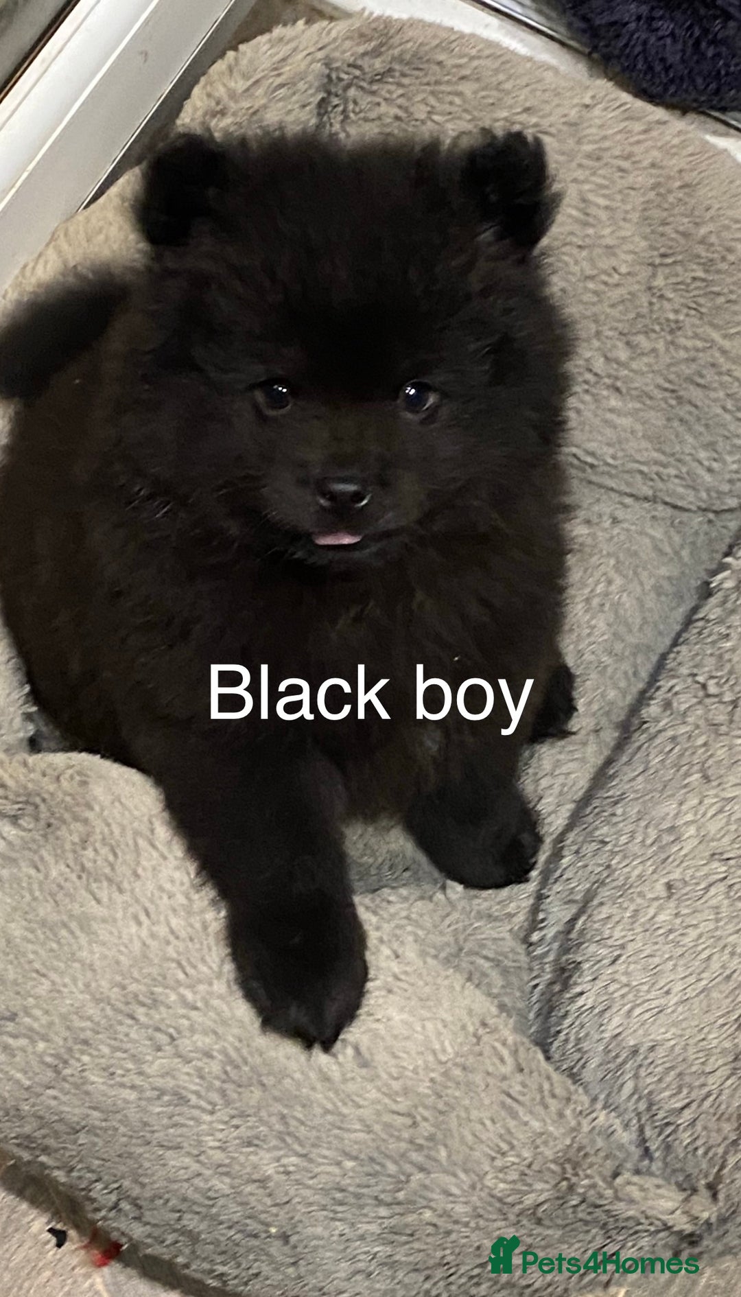 Mixed Breed dogs for sale: For sale 4 unique chowpom Puppies  - Advert 5