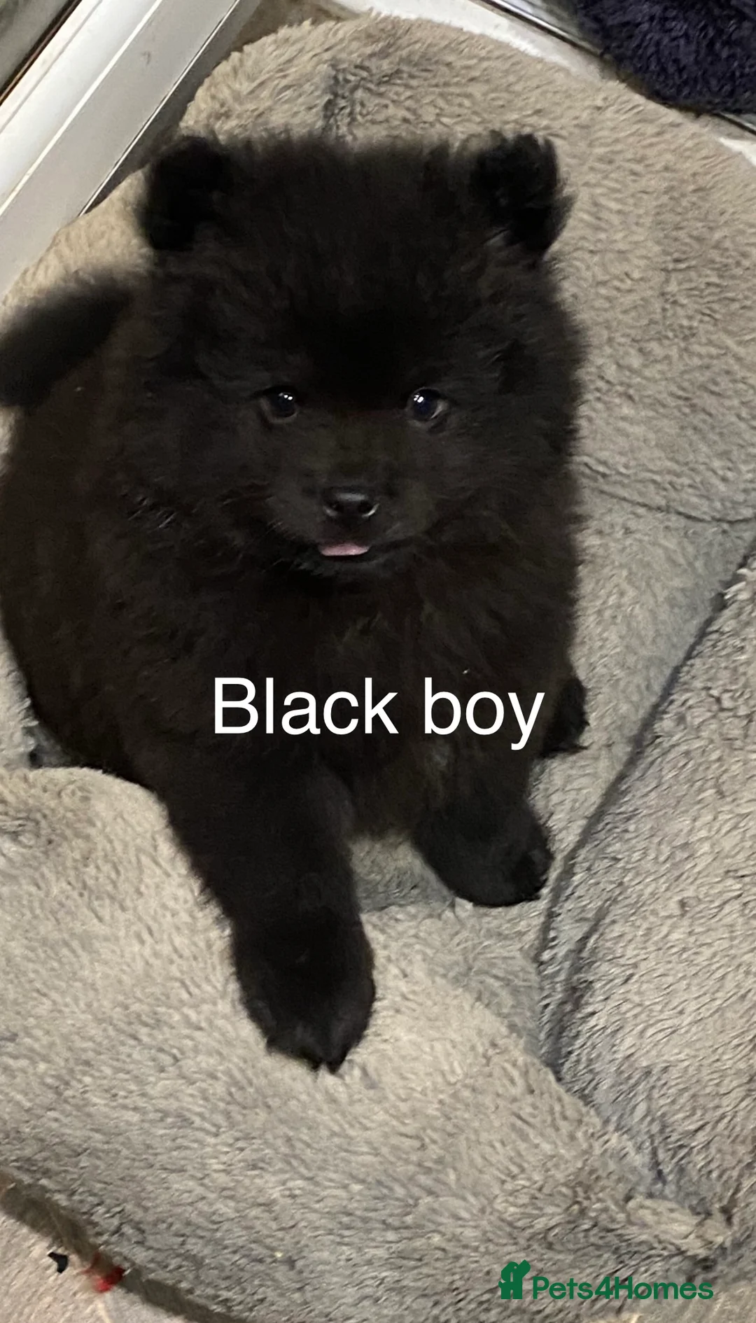 Mixed Breed dogs for sale: For sale 1 unique chowpom Puppy - Advert 6