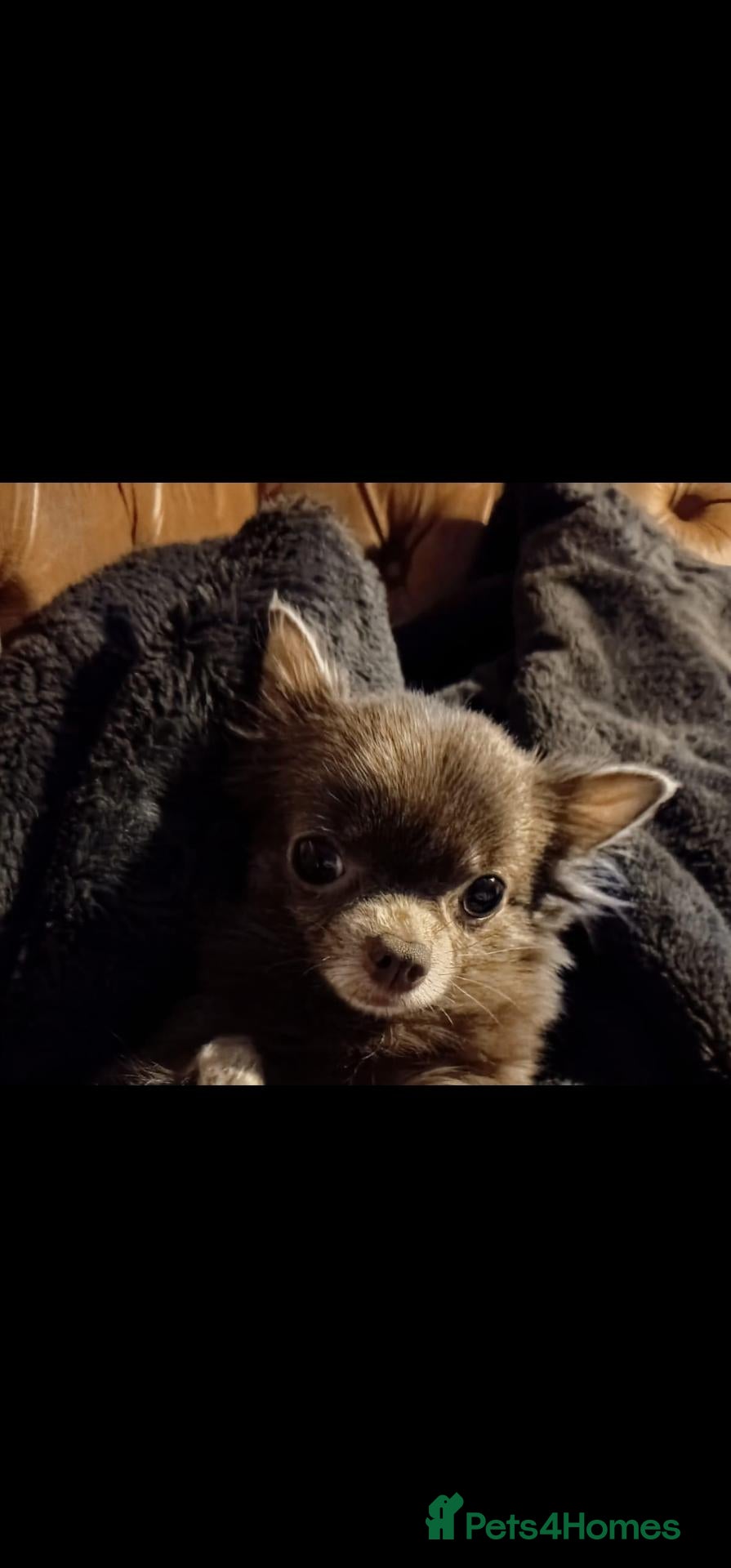 Pomchi dogs 2 Pomchi stunning male pups. - Advert 1