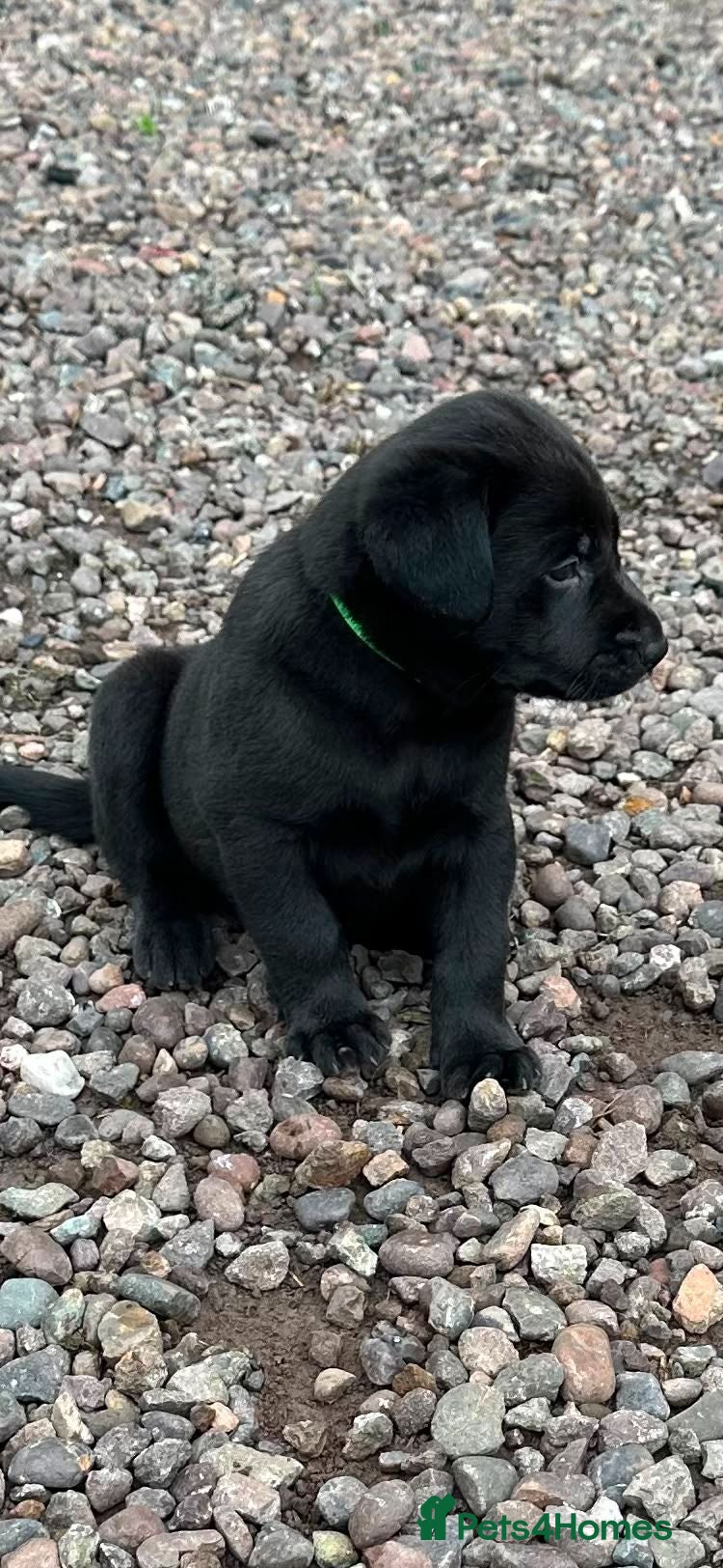 Labrador Retriever dogs Premium Labrador Puppies – Black and Charcoal - Advert 2