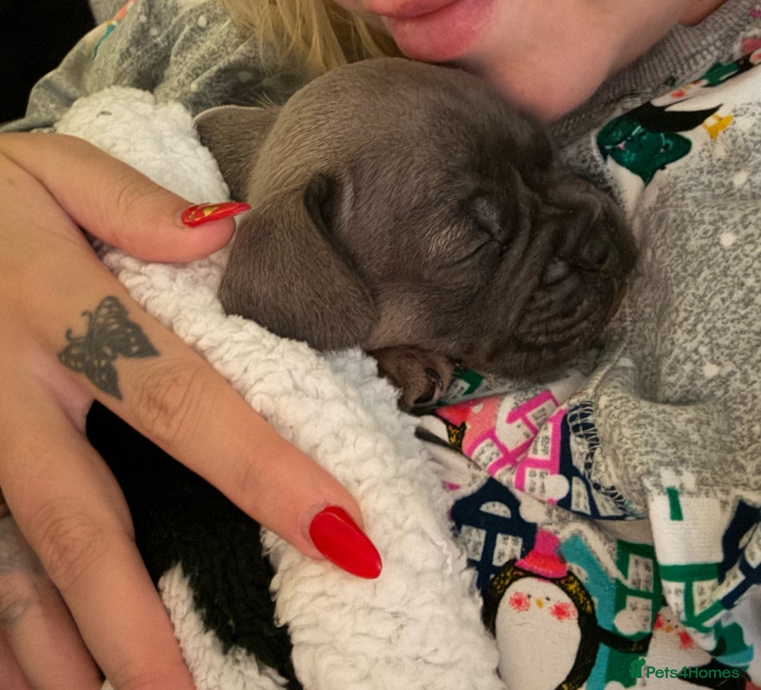 French Bulldog dogs for sale: French bulldog puppies  - Image 4