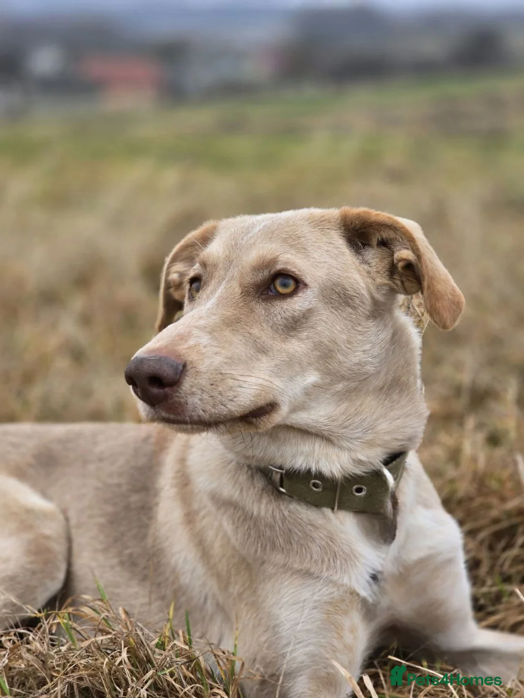 Mixed Breed dogs for adoption: URGENT: ❤️Jena❤️- amazing a 1 year old girl - Advert 15