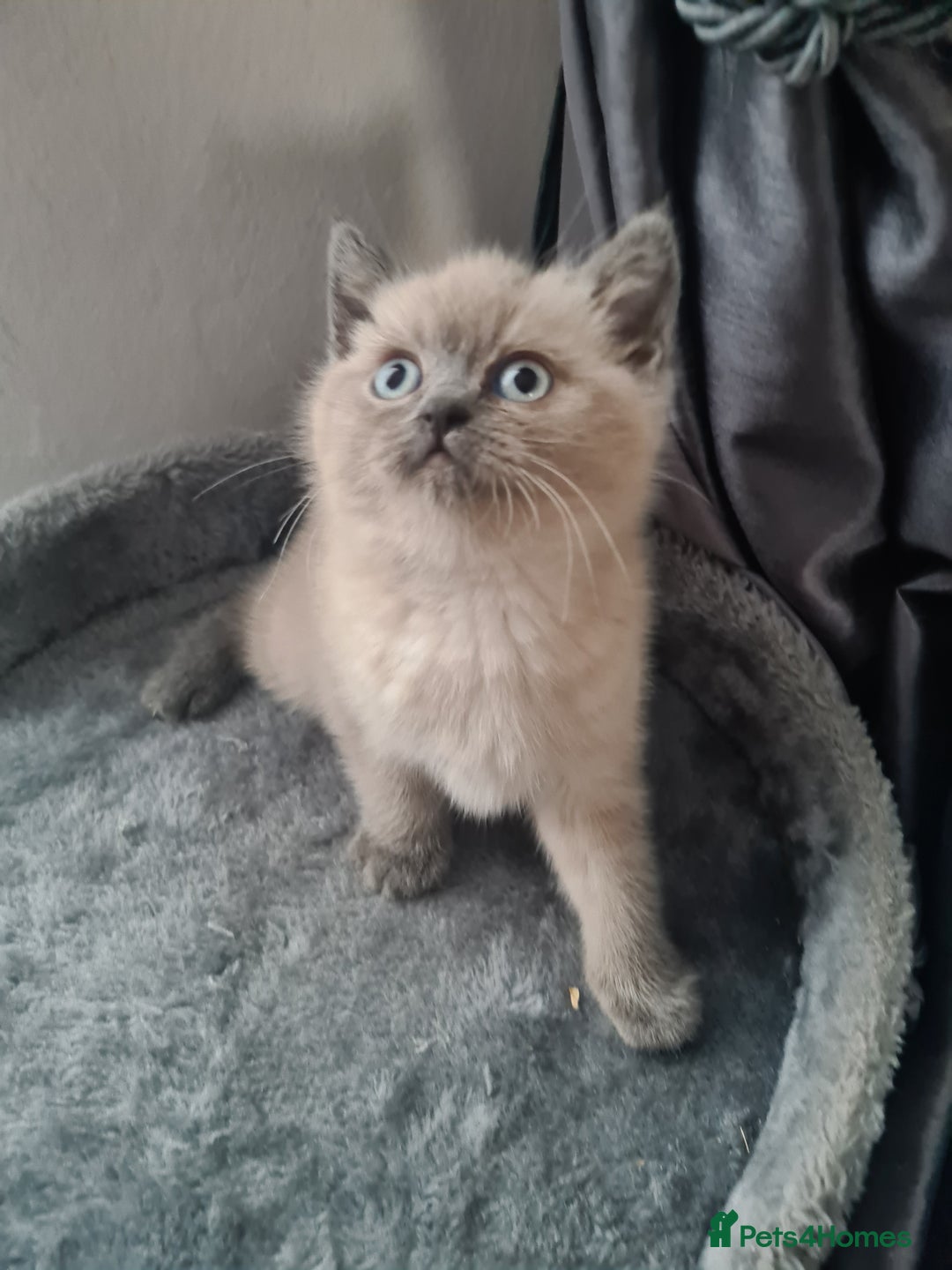 British Shorthair cats for sale: Beautiful kittens. - Advert 18