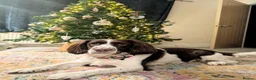 English Springer Spaniel dogs for stud: English Springer Spaniel  in Doncaster - Advert 3