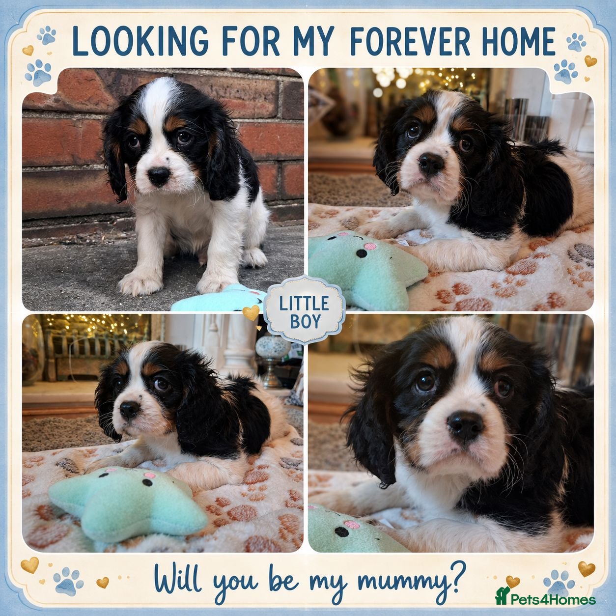 Cavalier King Charles Spaniel dogs 1 Tricolour Boy he is adorable 💚 - Advert 1