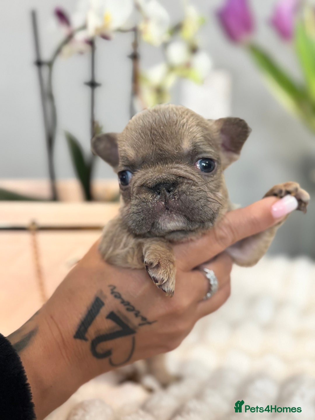 French Bulldog dogs for sale: *Unique fluffy French Bulldogs* - Advert 9