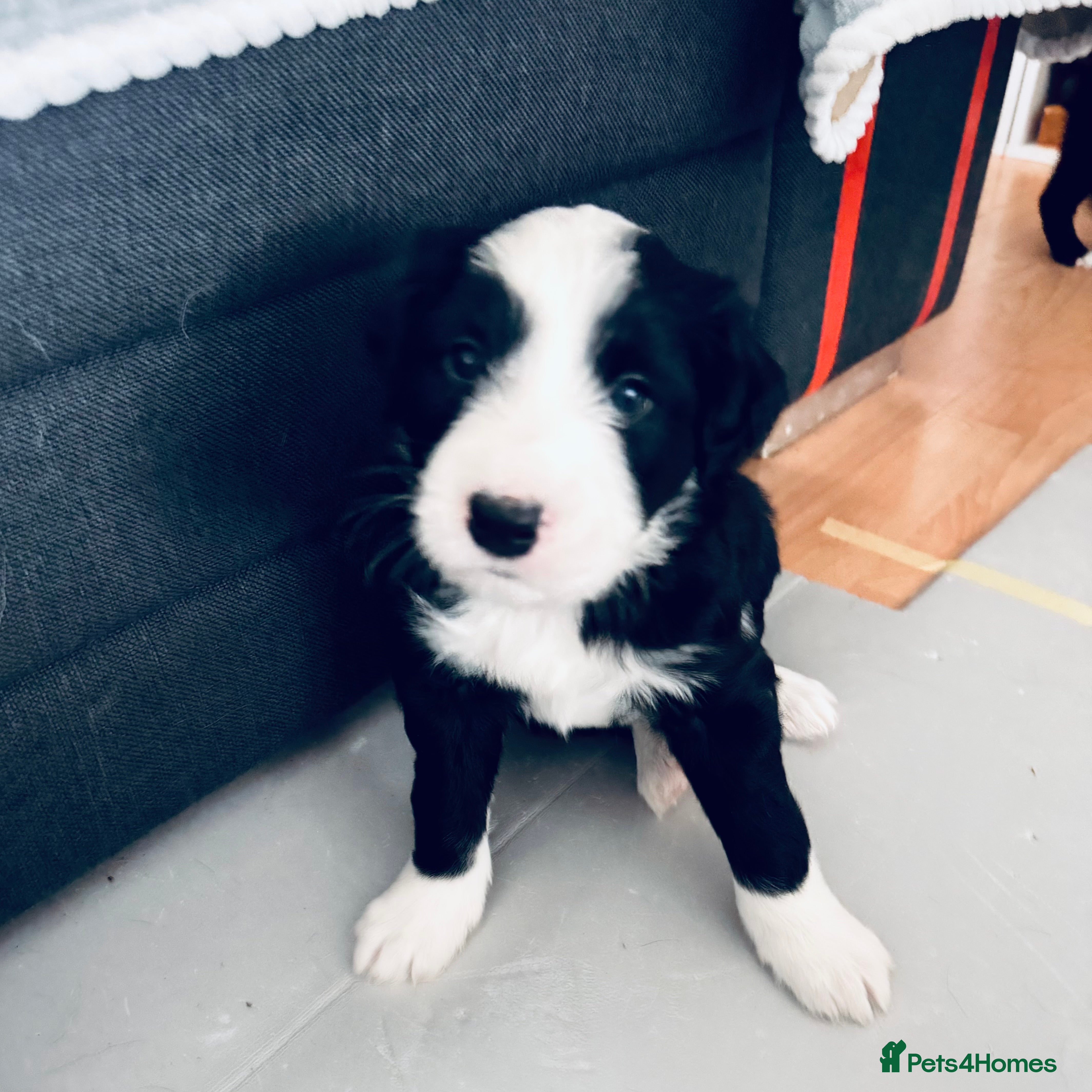 Border Collie dogs Border collie puppies - Advert 11