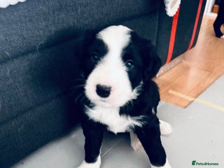 Border Collie dogs Border collie puppies - Advert 14