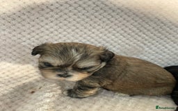Mixed Breed dogs for sale: Lhasa apso cross shihtzu puppies. - Advert 13