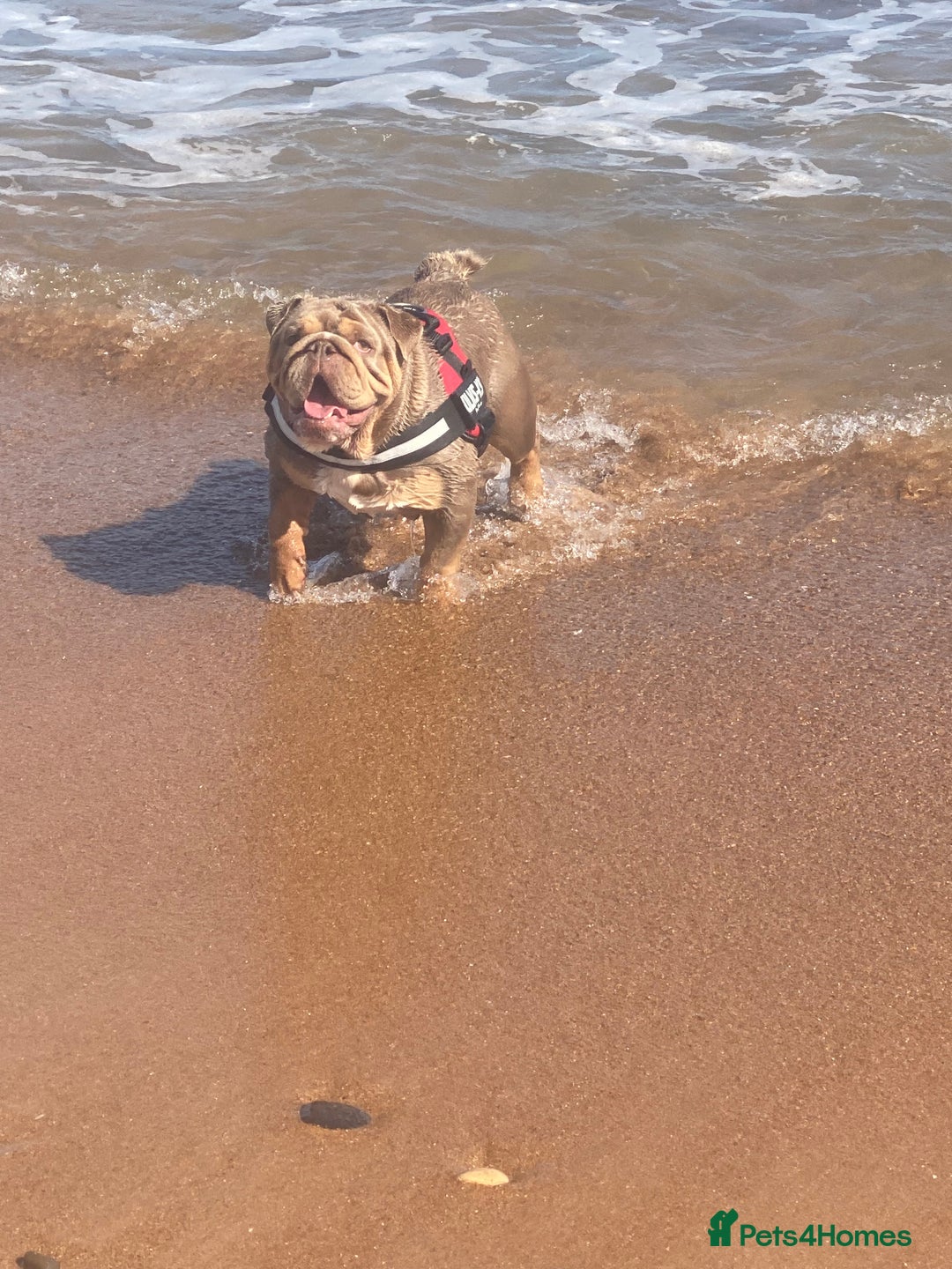 English Bulldog dogs for sale: Tri merle English Bulldog, 3 years old - Advert 1