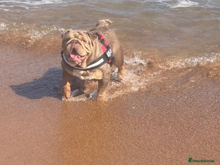 English Bulldog dogs Tri merle English Bulldog, 3 years old - Advert 3