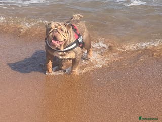 English Bulldog dogs Tri merle English Bulldog, 3 years old - Advert 5