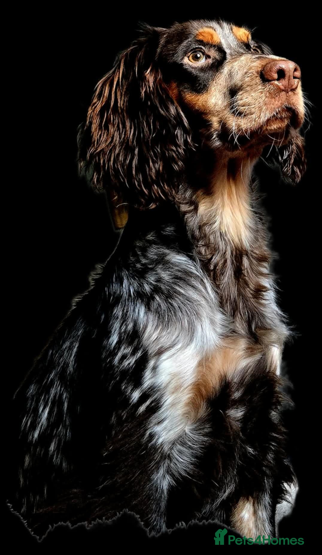 Cocker Spaniel dogs Cocker spaniel for stud. - Advert 5