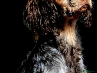 Cocker Spaniel dogs Cocker spaniel for stud. - Advert 3