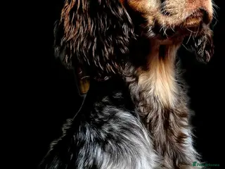 Cocker Spaniel dogs Cocker spaniel for stud. - Advert 9