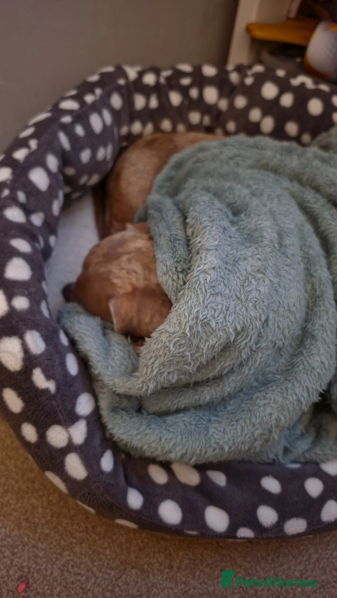 Dachshund dogs for sale: 2 year old male dachshund  in Hinckley - Advert 3