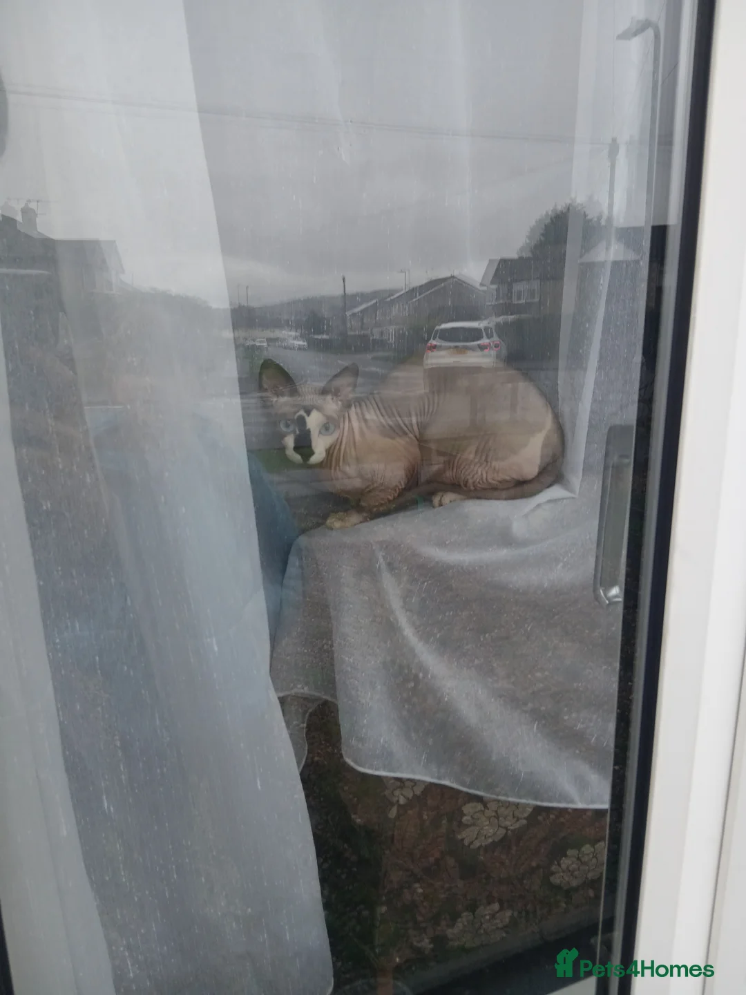 Sphynx cats for sale: Sphnx cat - Advert 4