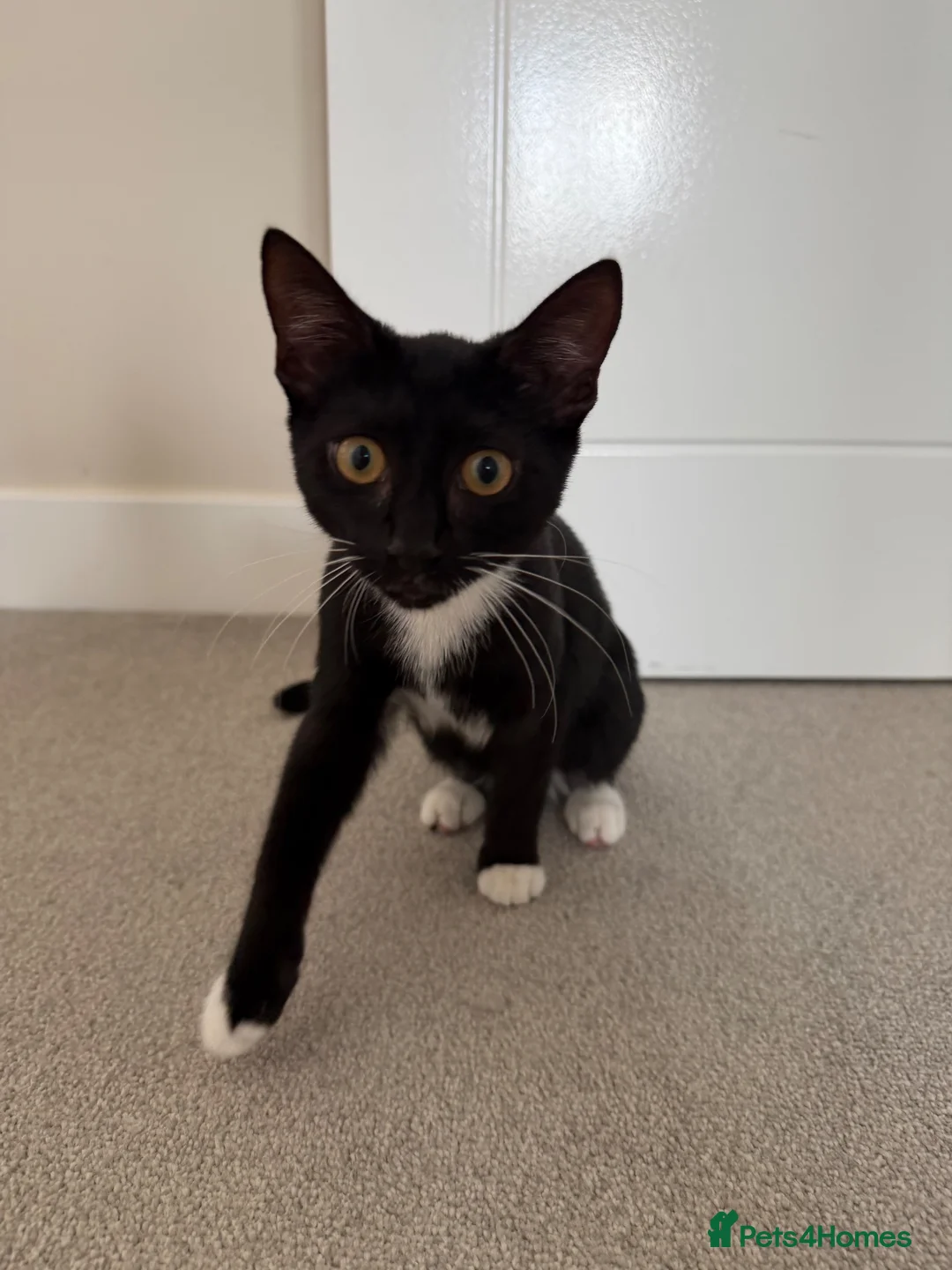 British Shorthair cats for sale: Adorable 14-week-old black and white shorthair - Advert 2