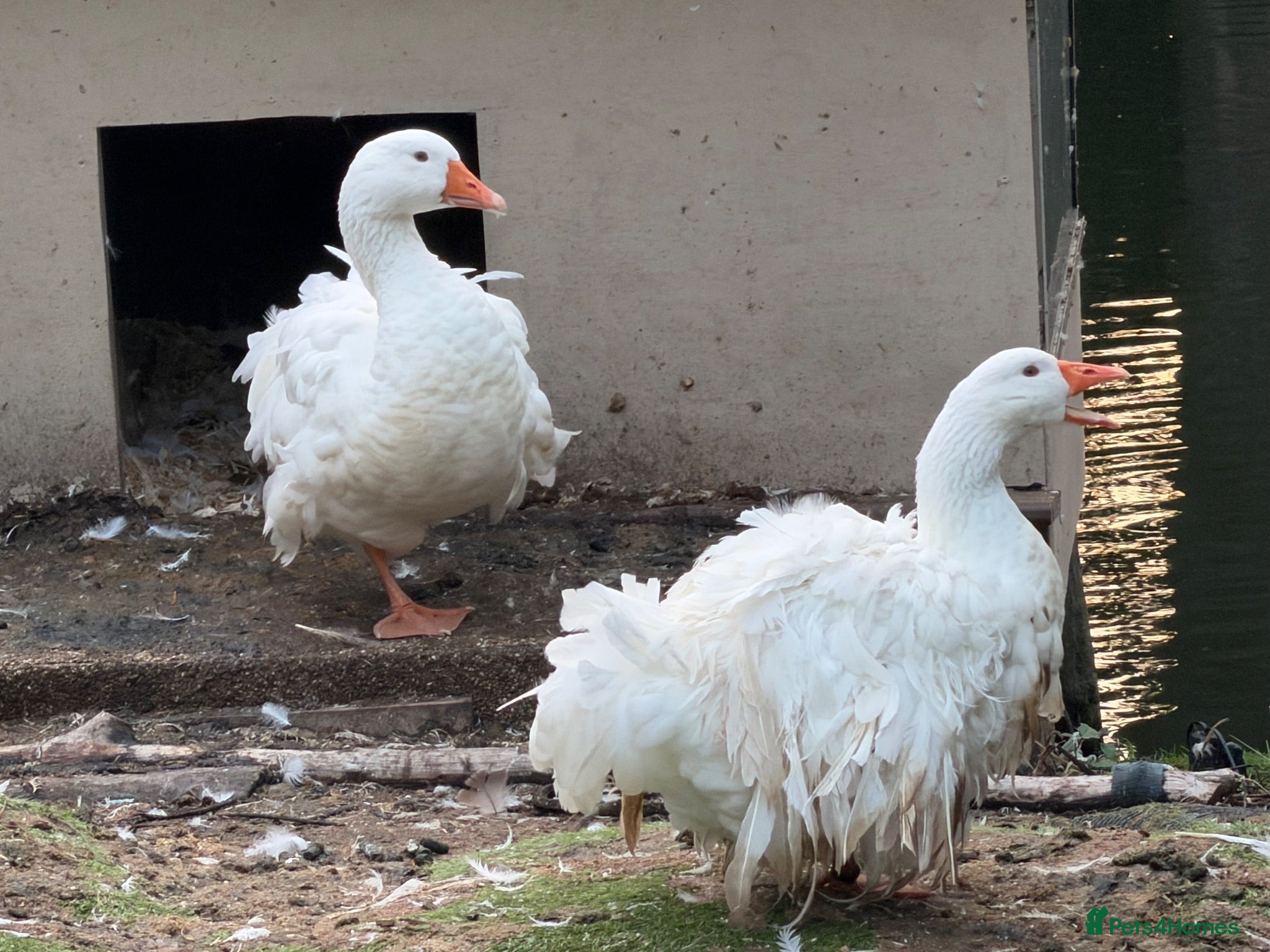 Geese poultry A pair of Sebastopol geese - Advert 2
