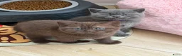 British Shorthair cats for sale: Beautiful British Shorthair - Advert 18