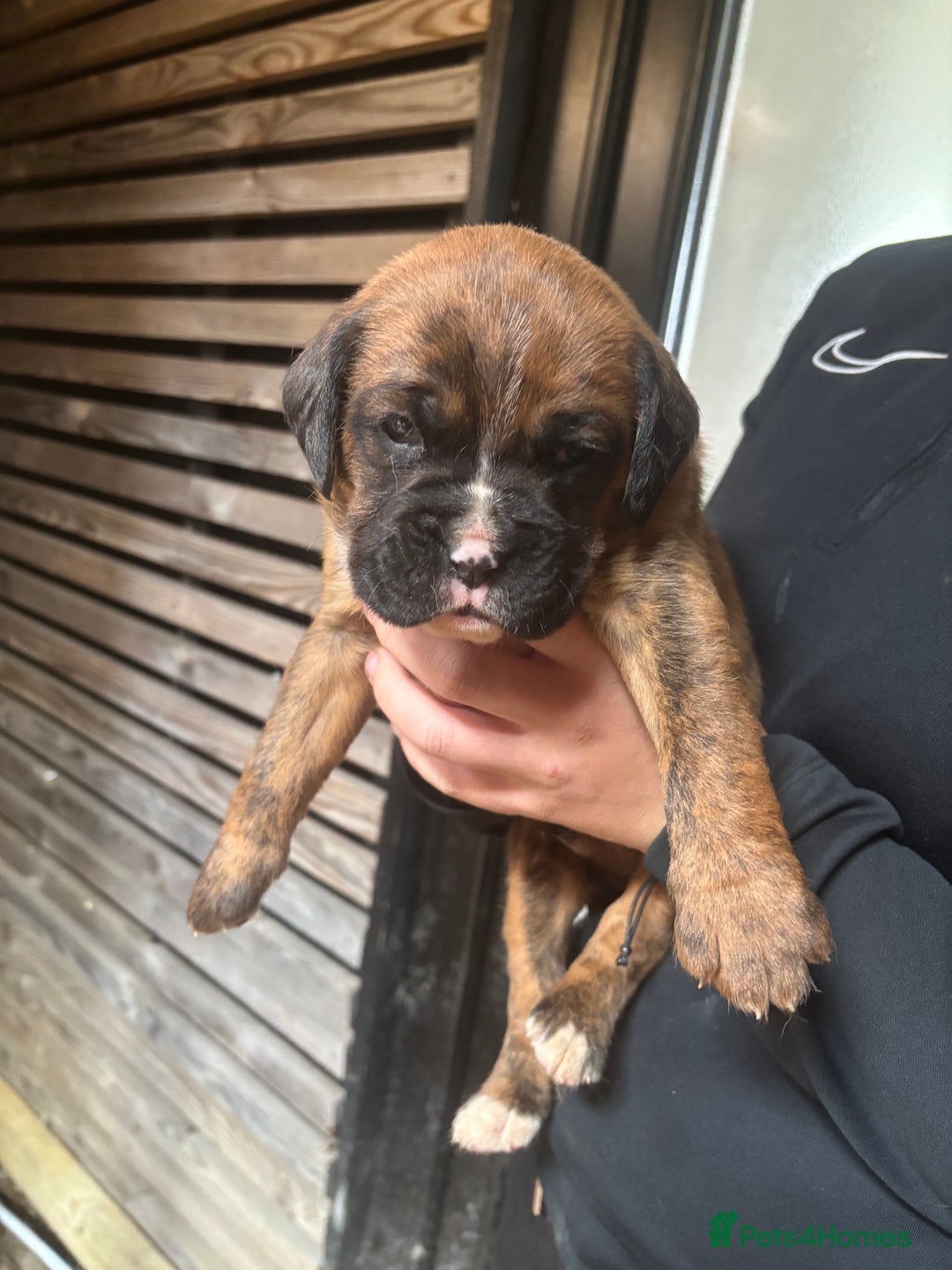 Boxer dogs for sale: 5 male boxer pups  - Image 7